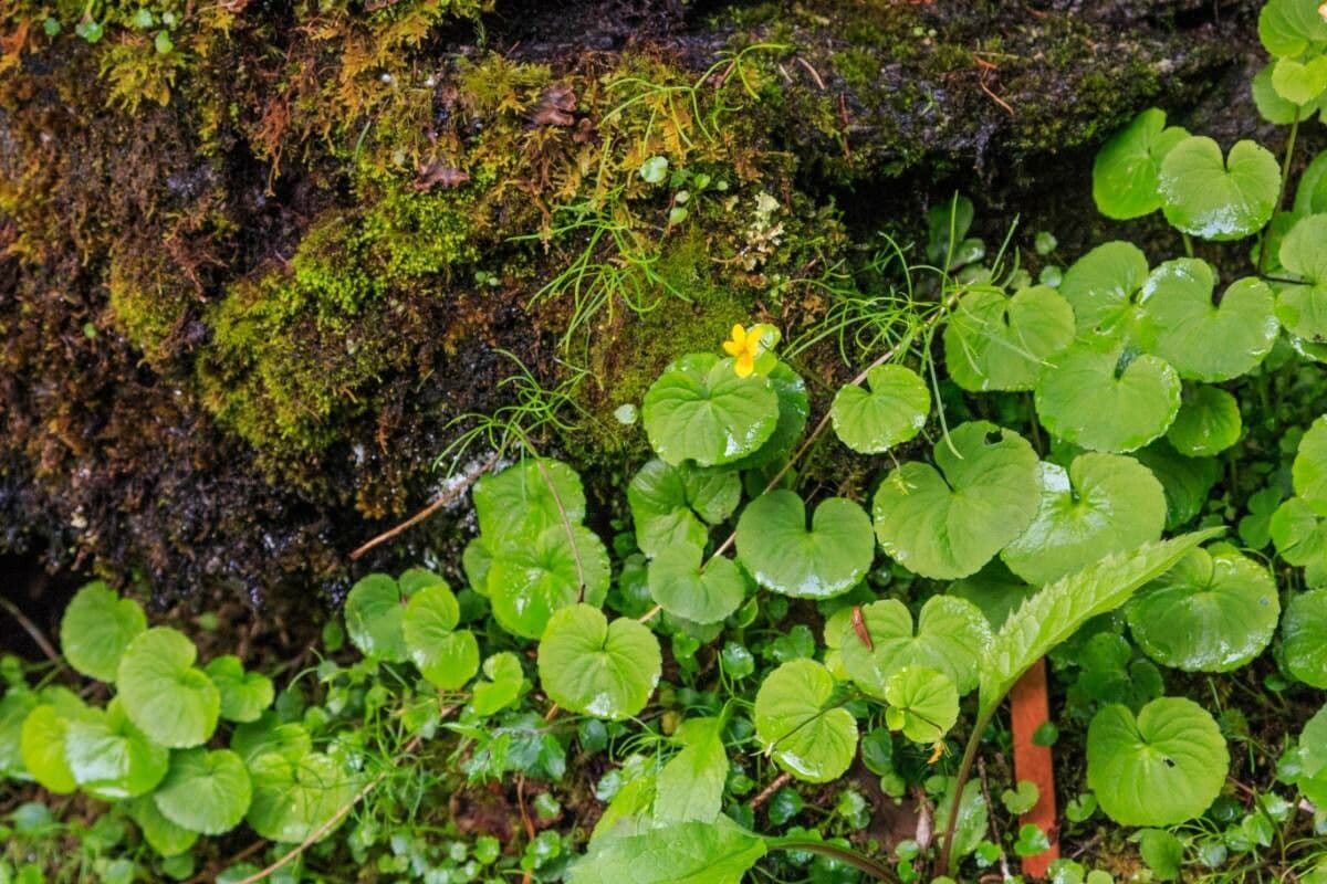 Viola biflora