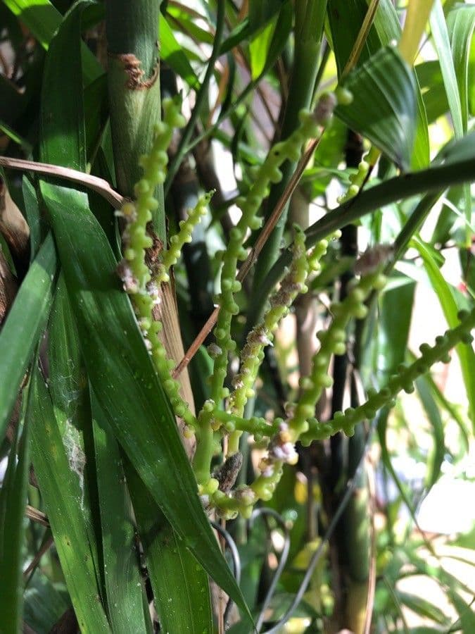 Hyospathe elegans