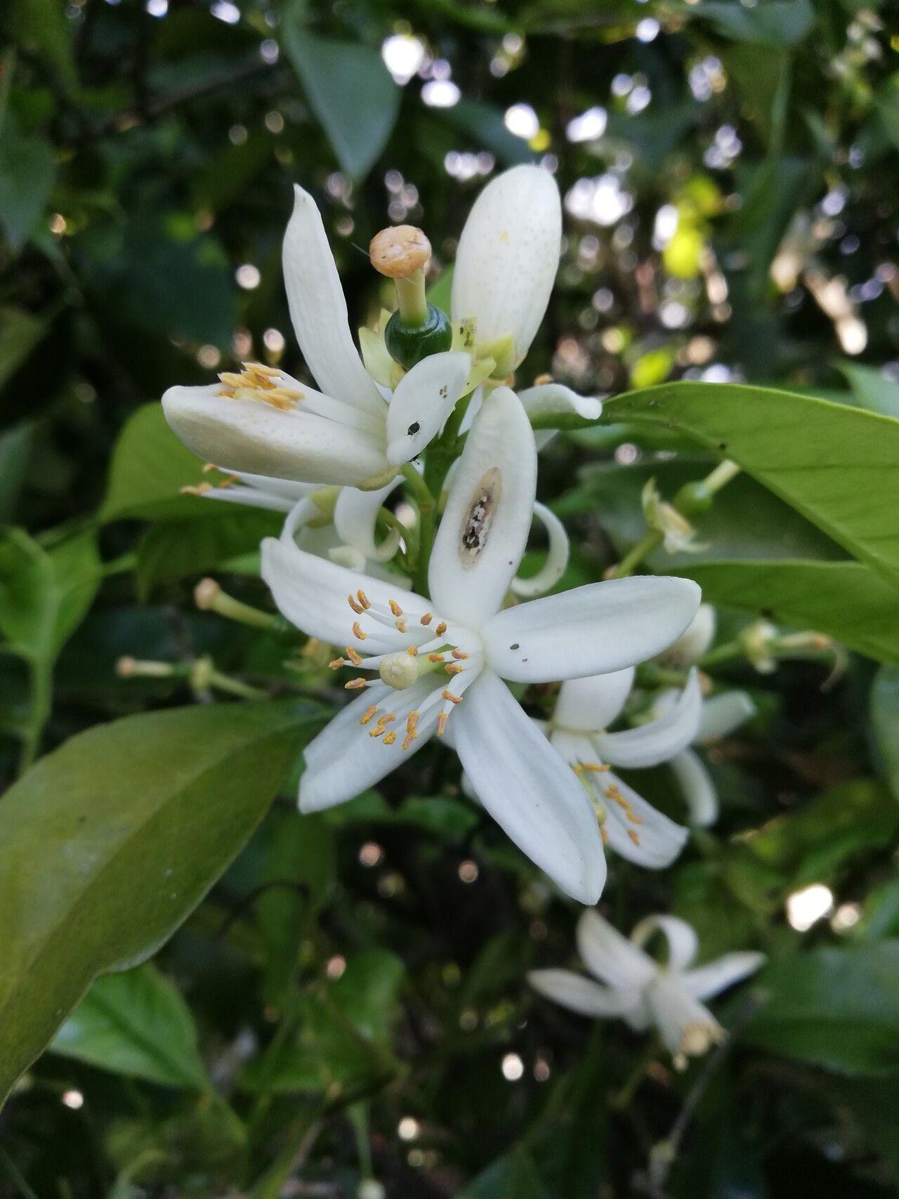 Citrus aurantium