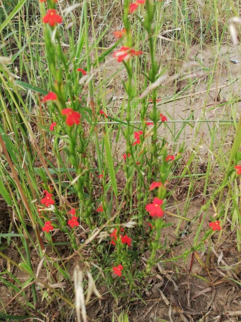 Striga asiatica