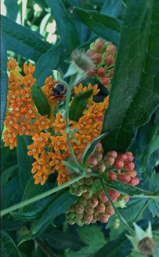 Asclepias tuberosa
