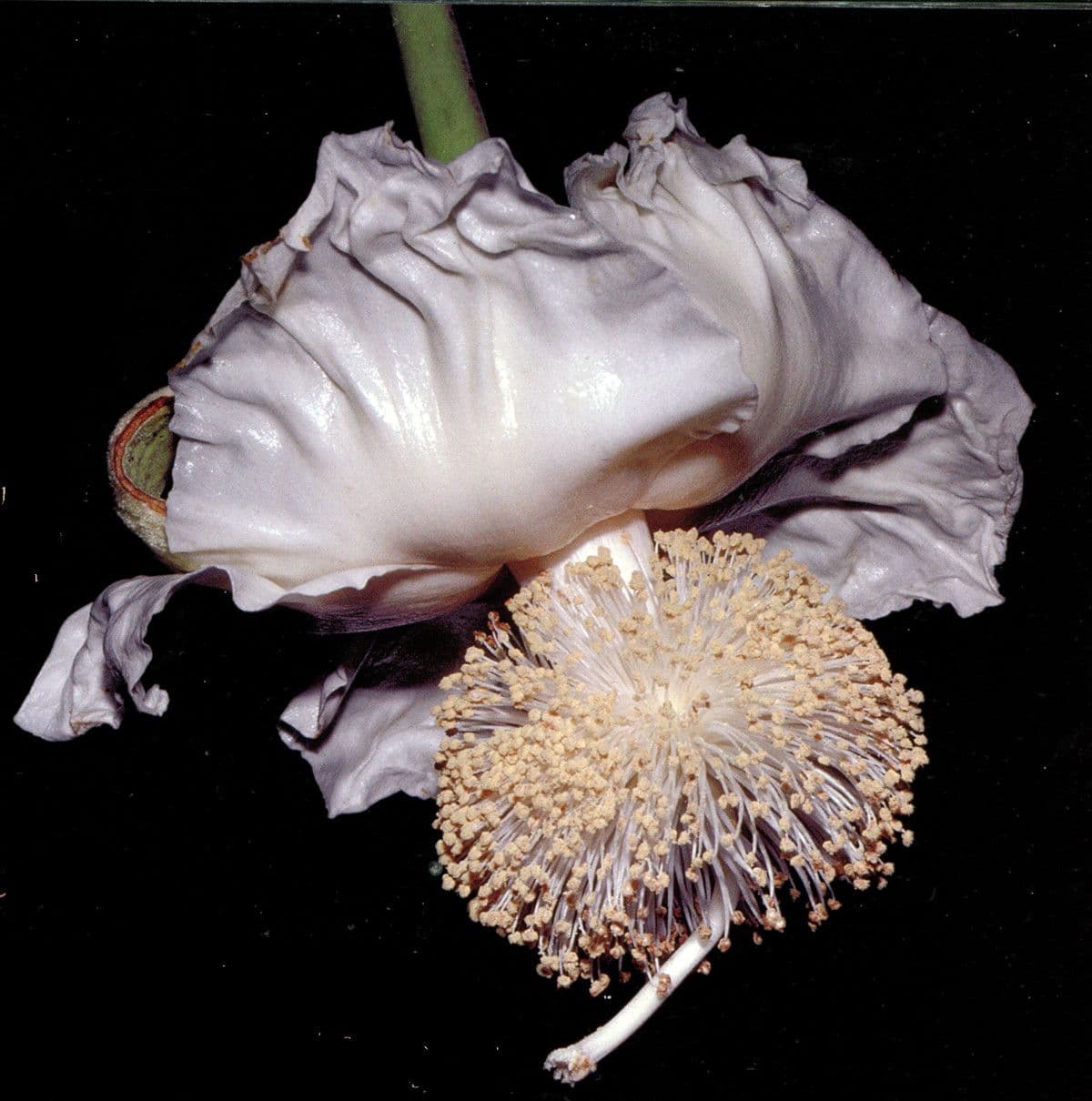 Adansonia digitata