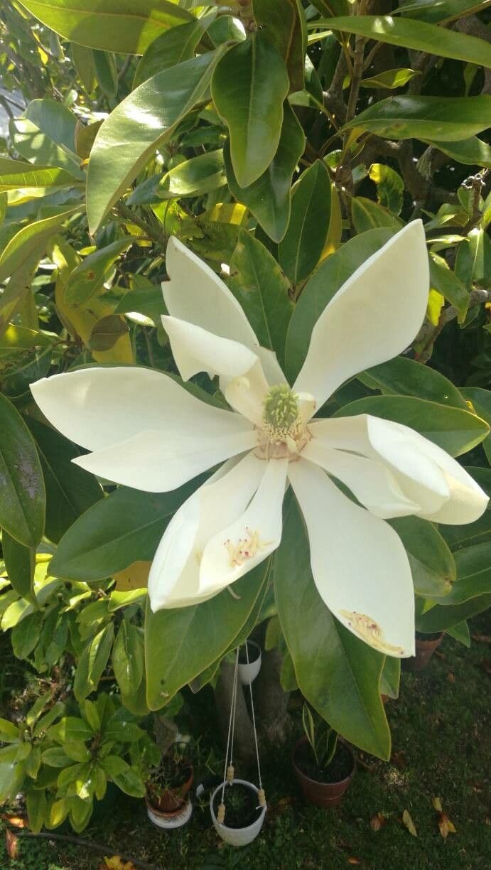 Magnolia virginiana