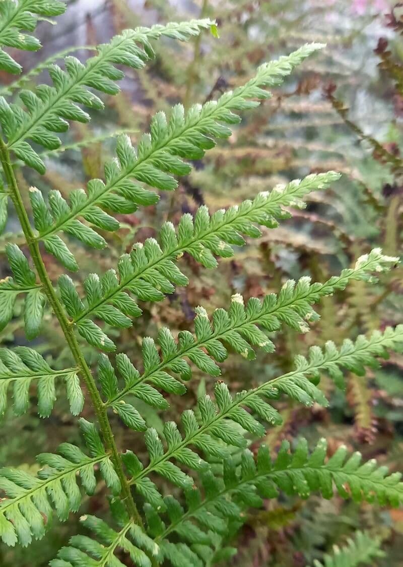 Dryopteris filix-mas