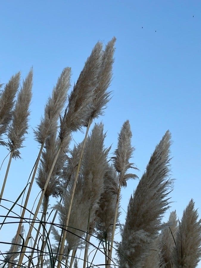 Cortaderia selloana