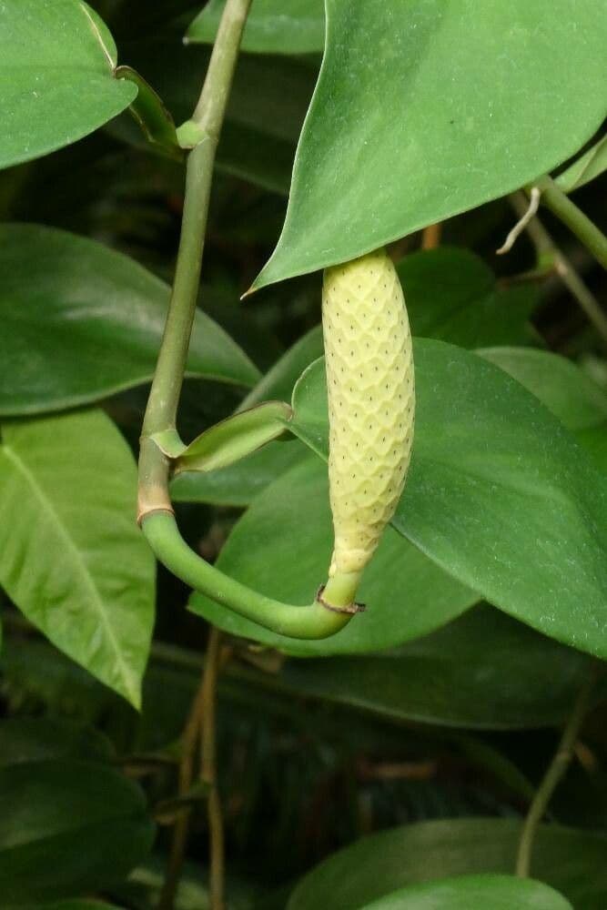 Monstera pittieri