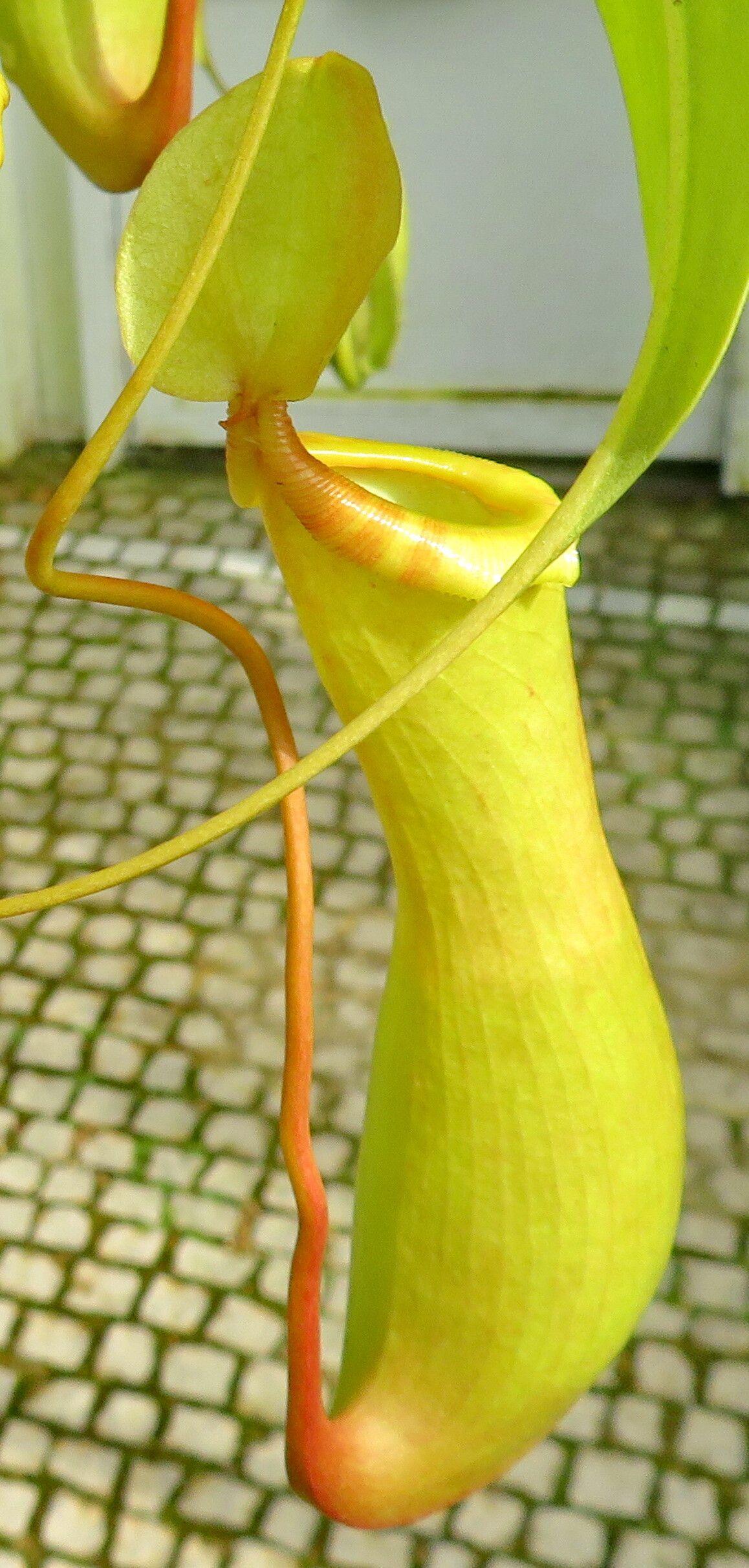 Nepenthes mirabilis