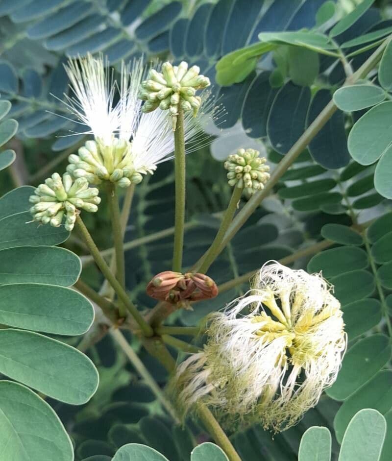 Albizia lebbeck