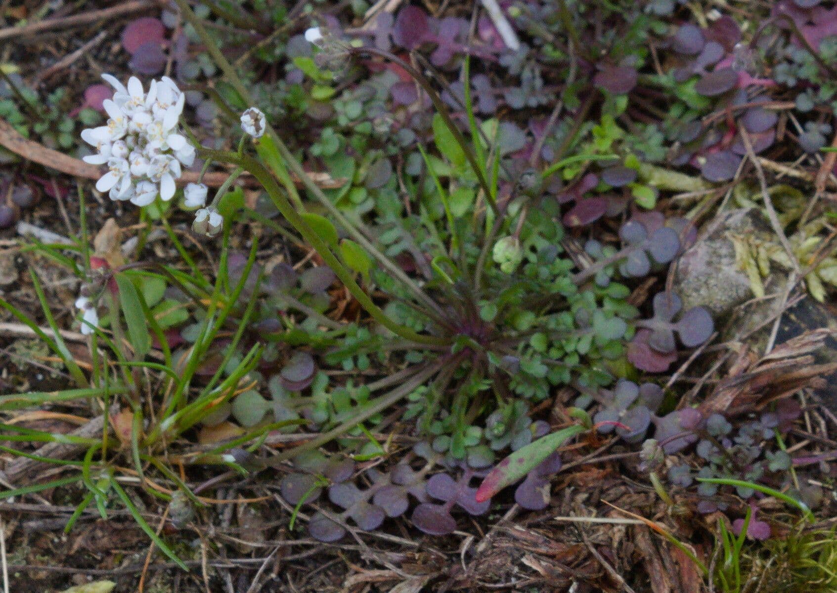 Teesdalia nudicaulis