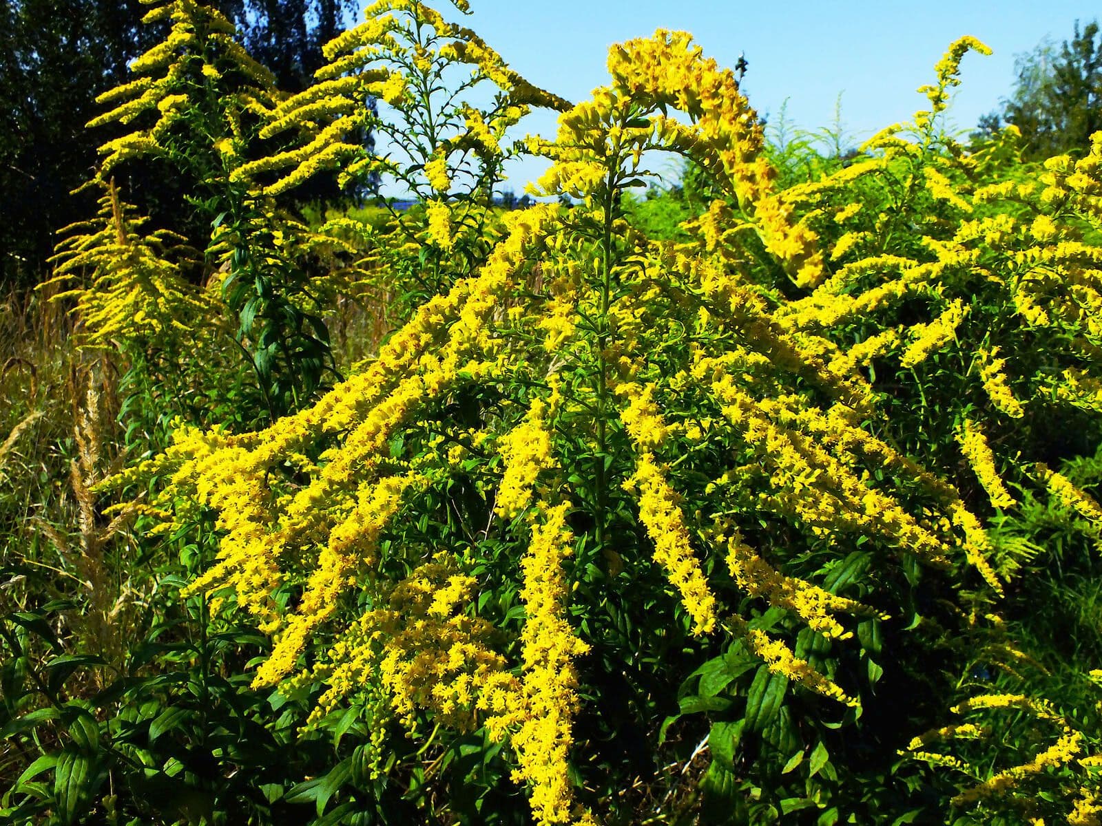 Solidago canadensis