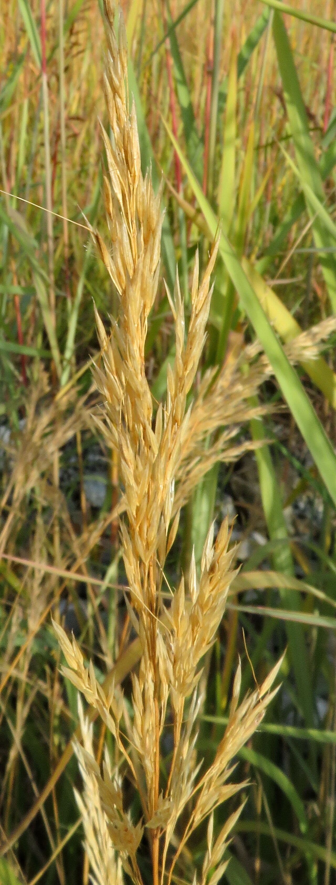 Achnatherum calamagrostis