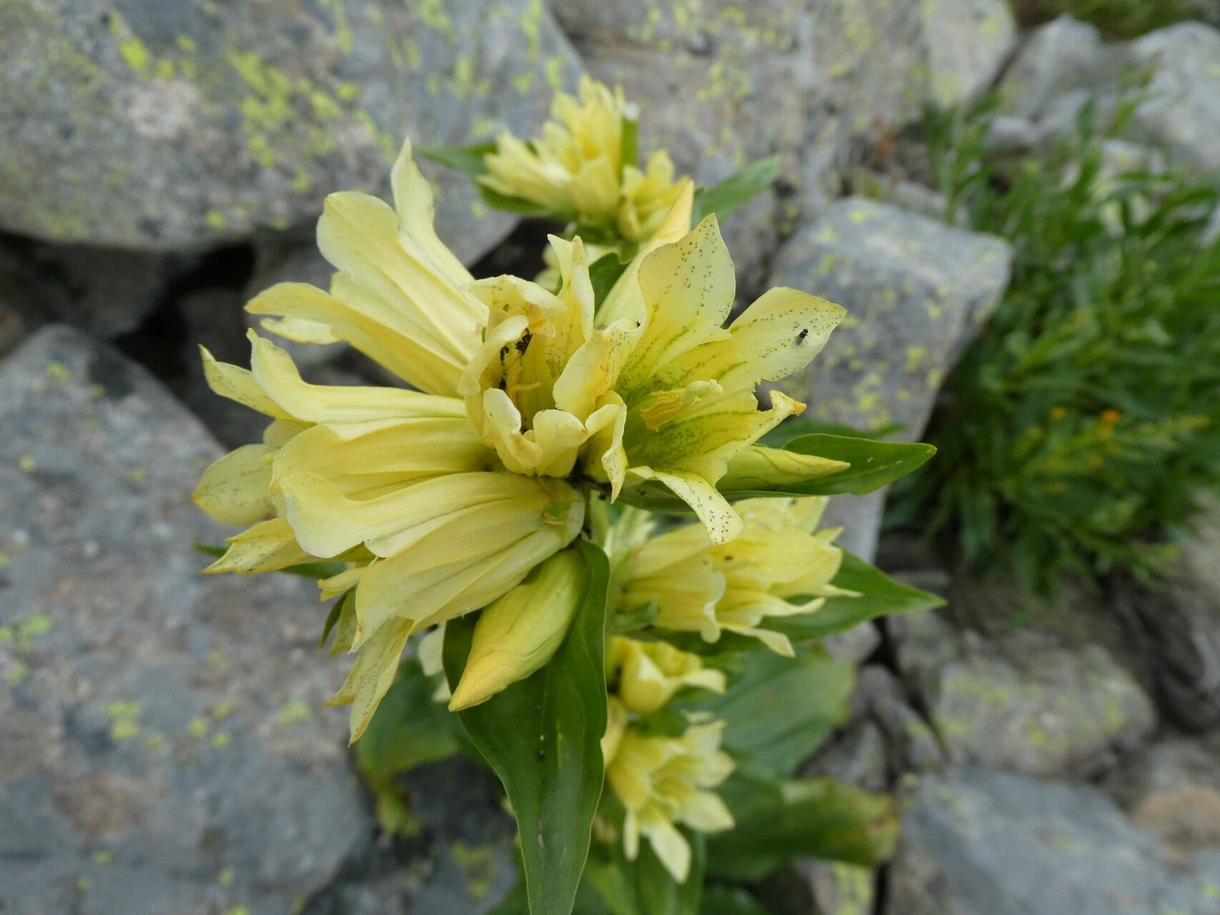Gentiana burseri