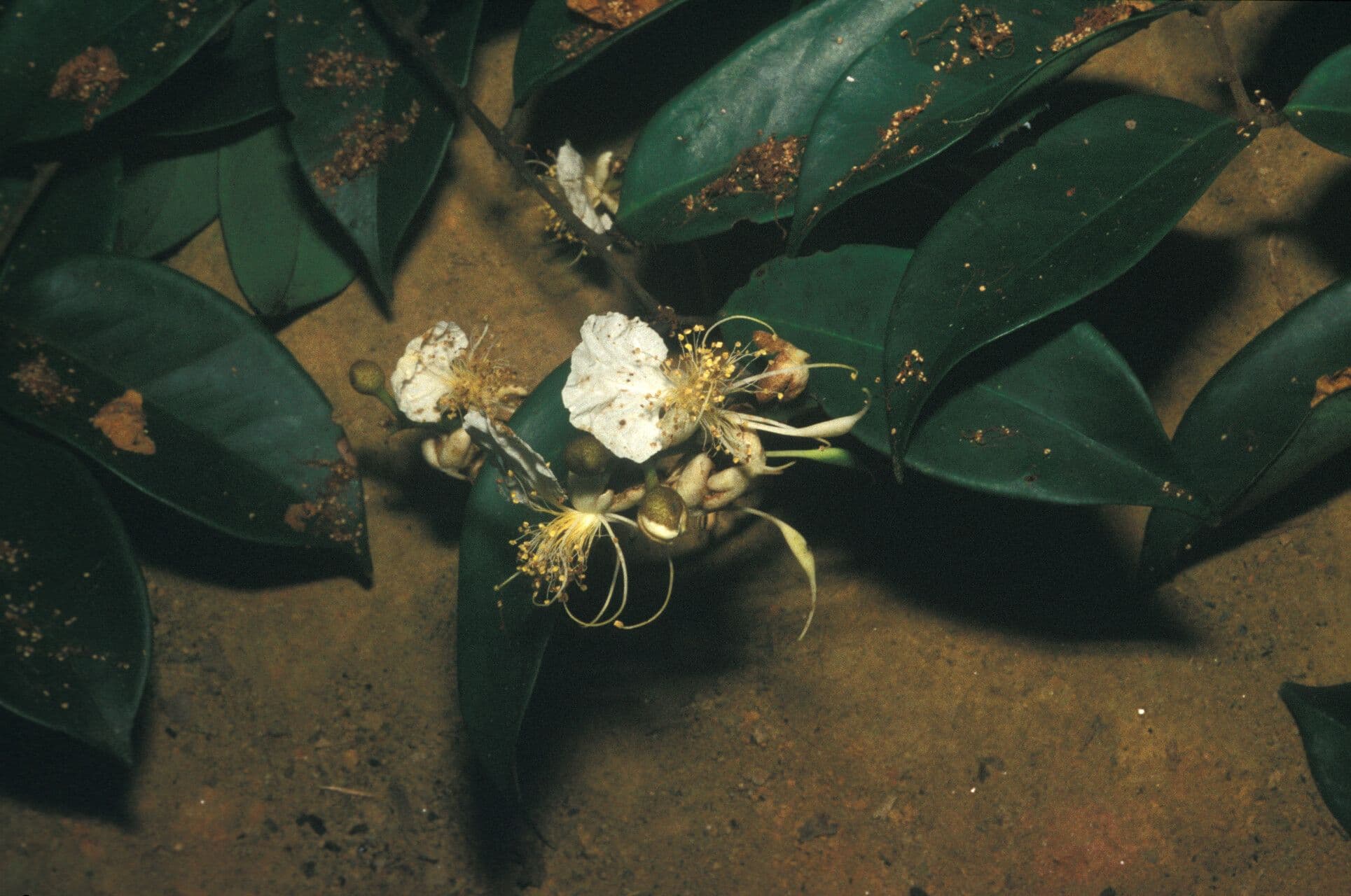 Swartzia polyphylla