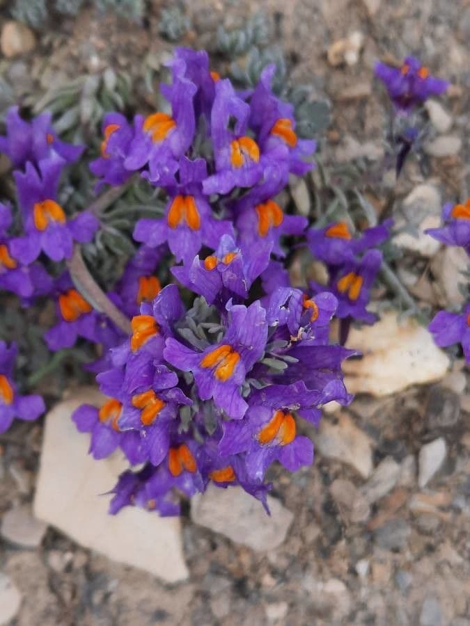 Linaria alpina