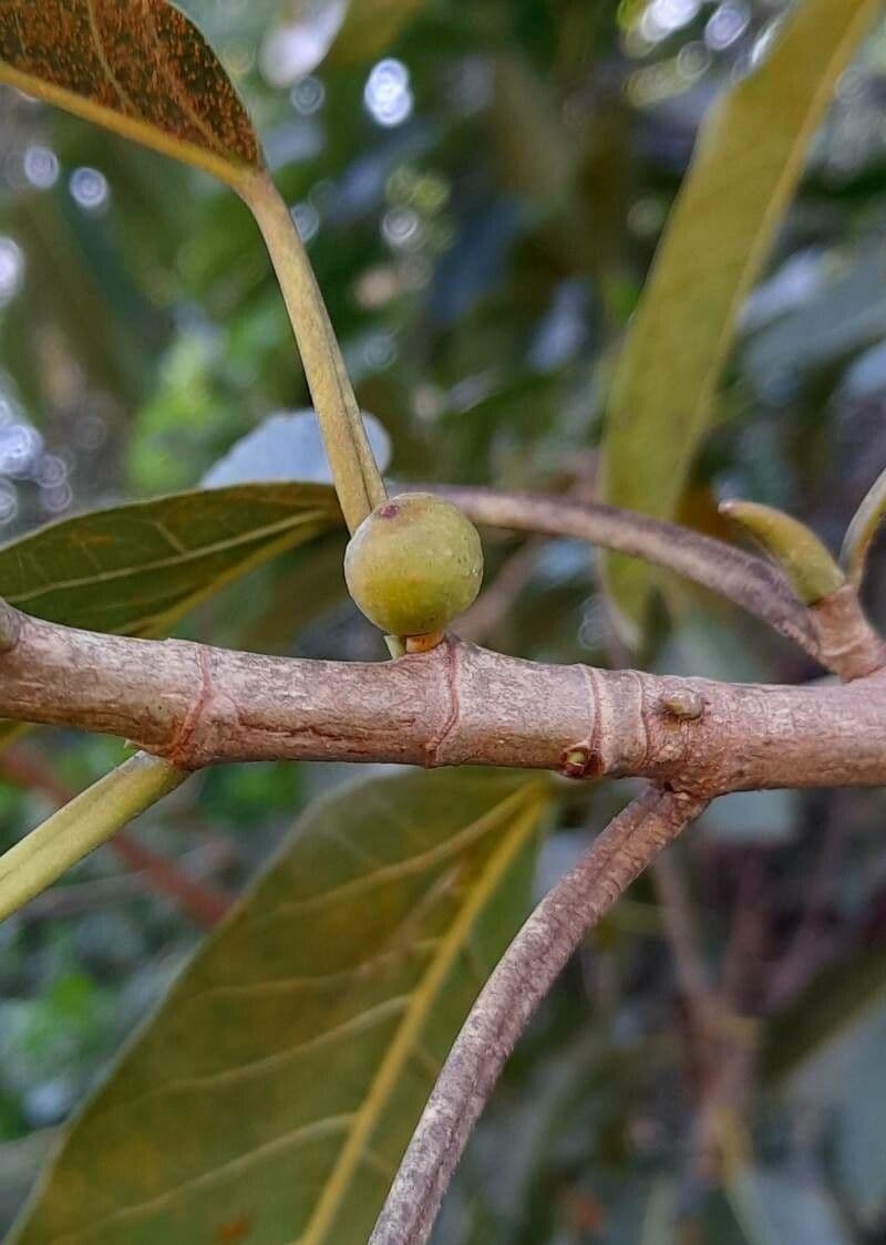 Ficus luschnathiana