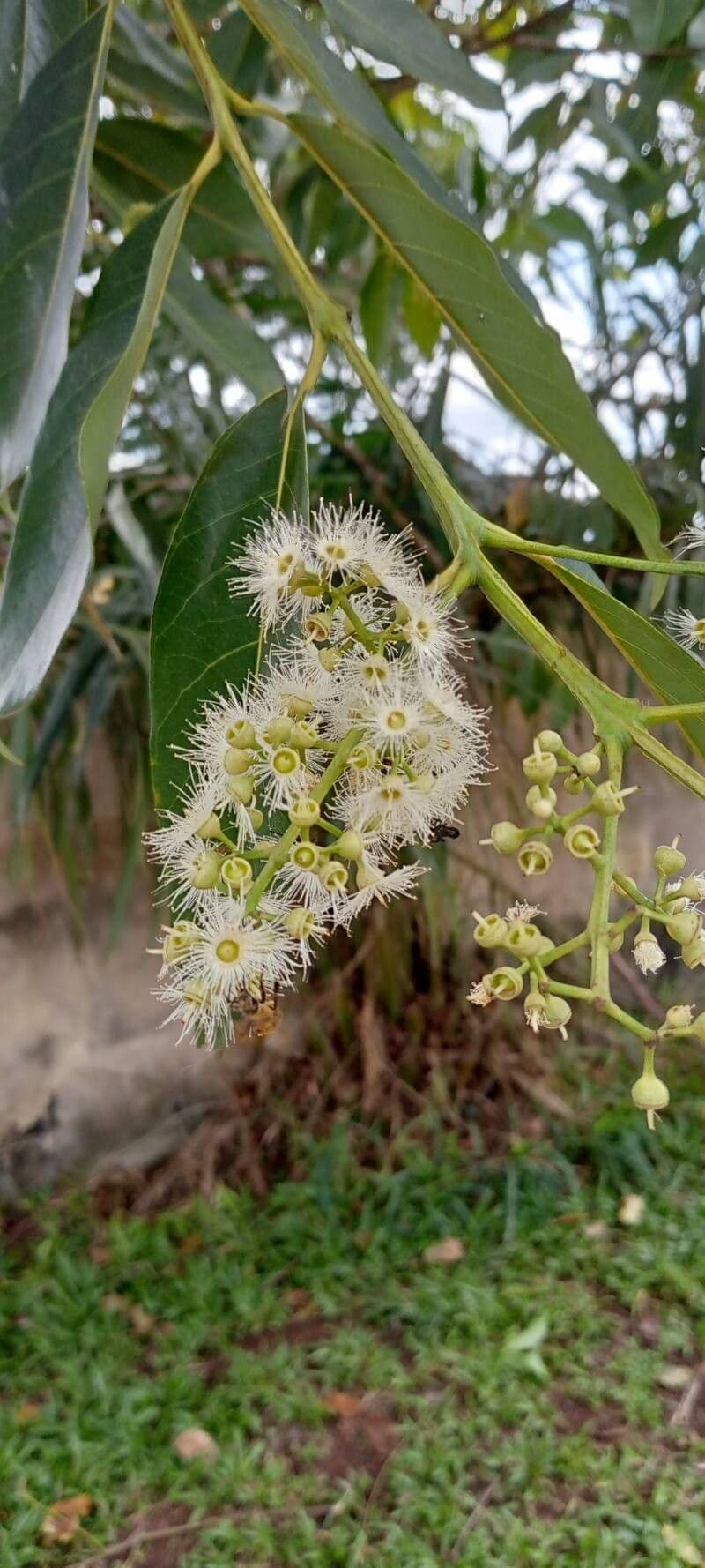 Eucalyptus deglupta