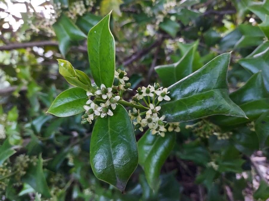 Ilex cornuta