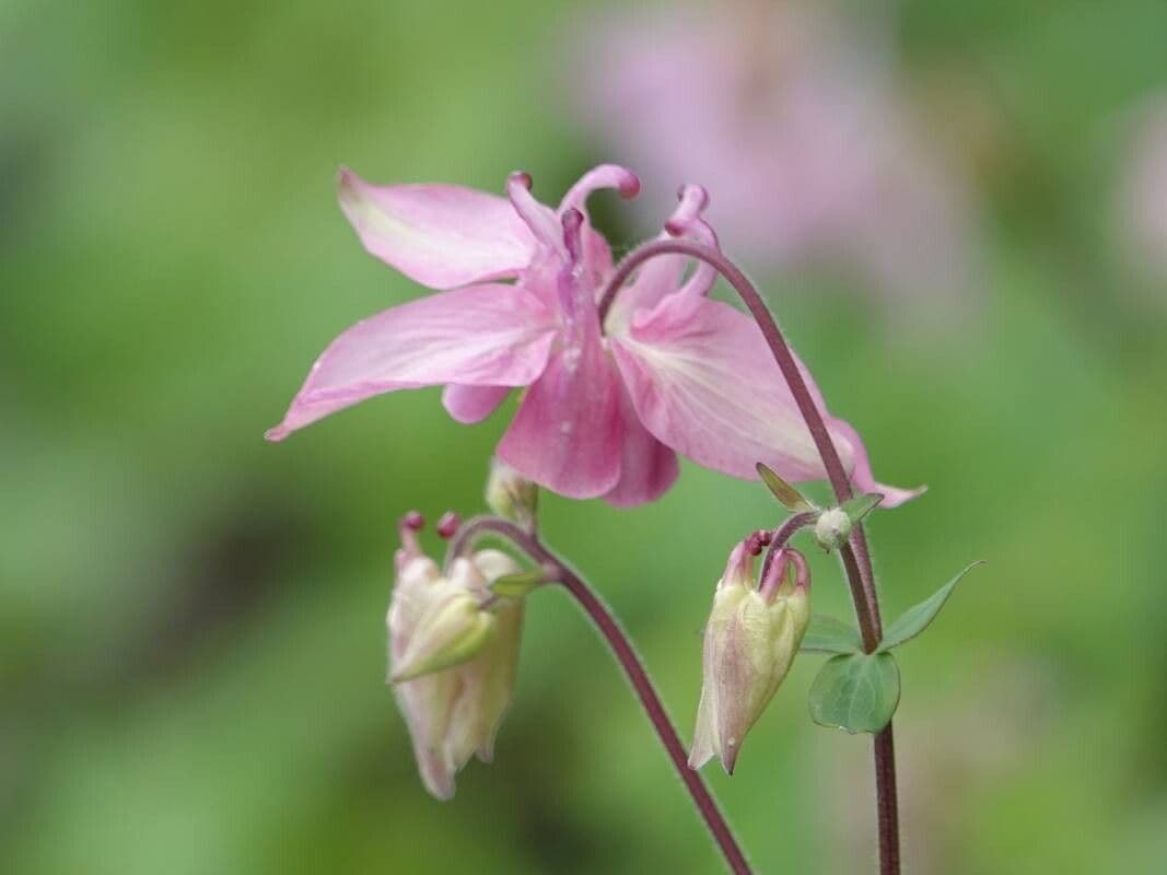 Aquilegia nigricans