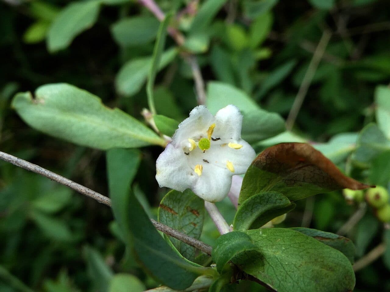 Lonicera pyrenaica