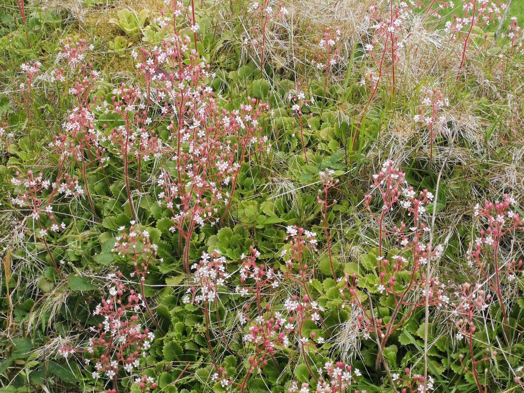 Saxifraga hirsuta