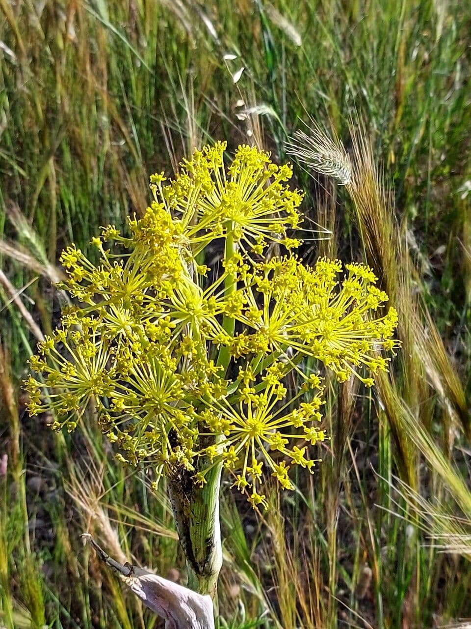 Thapsia villosa