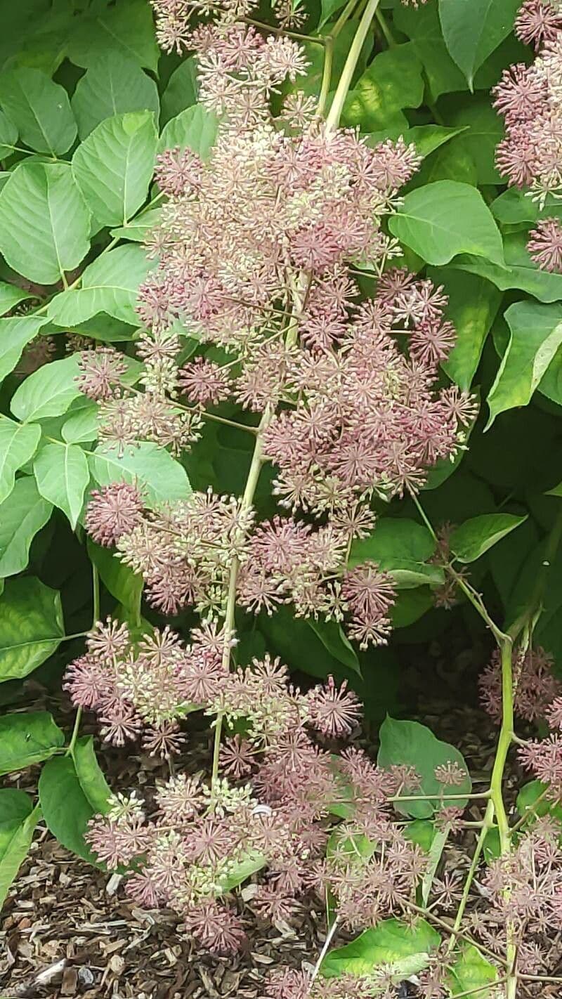 Aralia californica