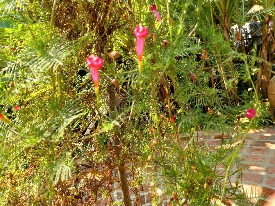 Ipomoea quamoclit