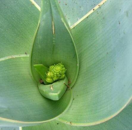 Aloe striata