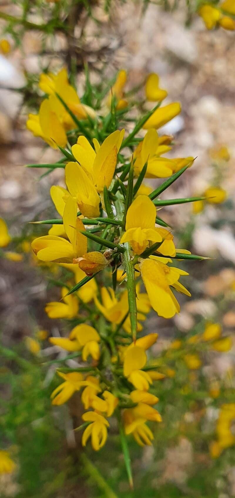 Ulex parviflorus