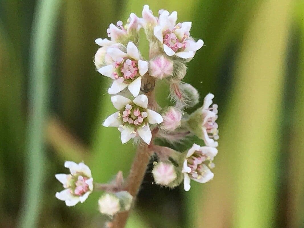 Cephalotus follicularis