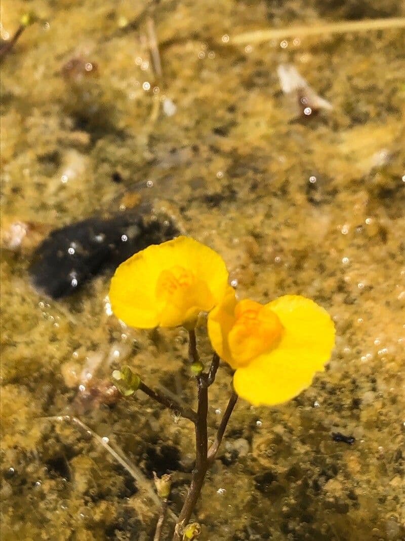 Utricularia australis