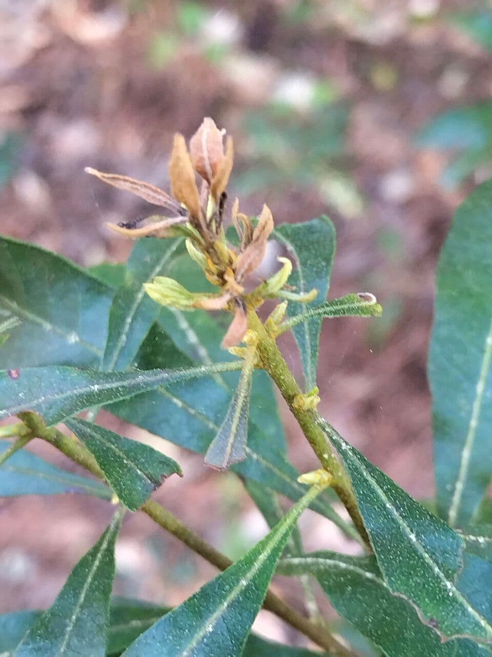 Myrica cerifera