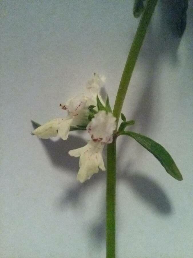 Stachys annua