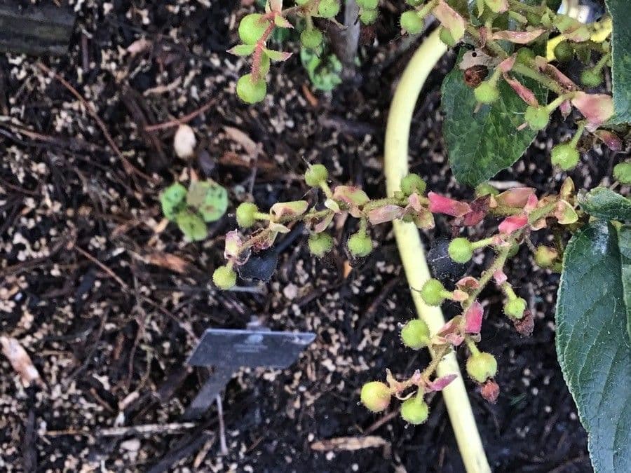 Gaultheria shallon