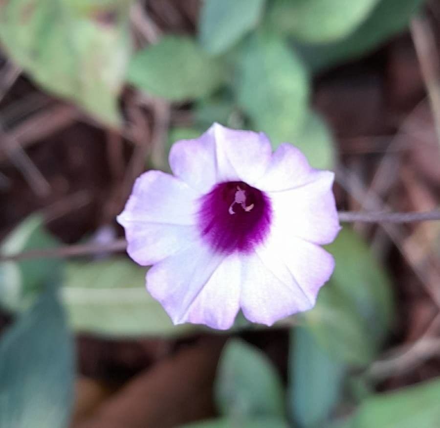 Ipomoea triloba