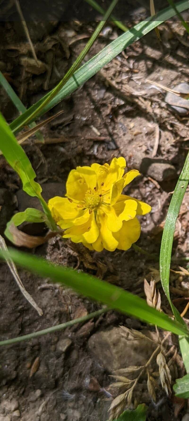 Potentilla hirta