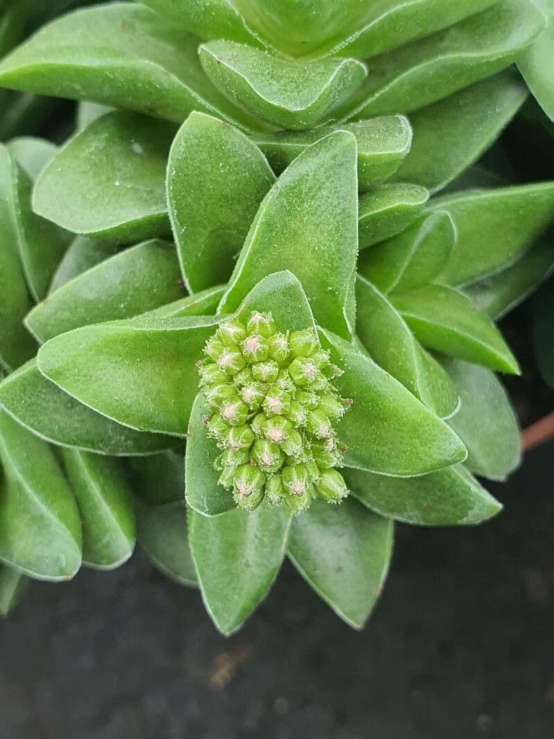 Crassula lactea