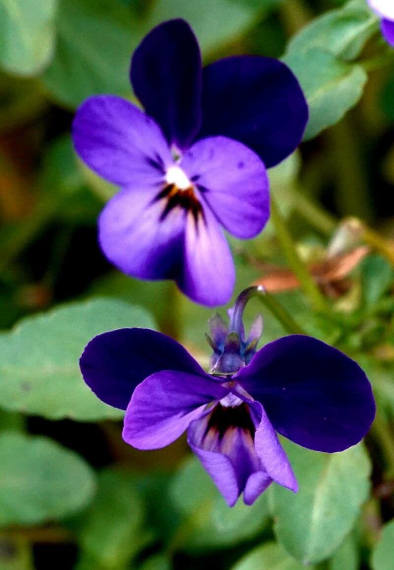 Viola tricolor