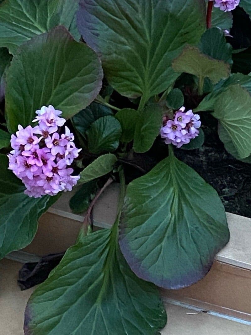 Bergenia crassifolia