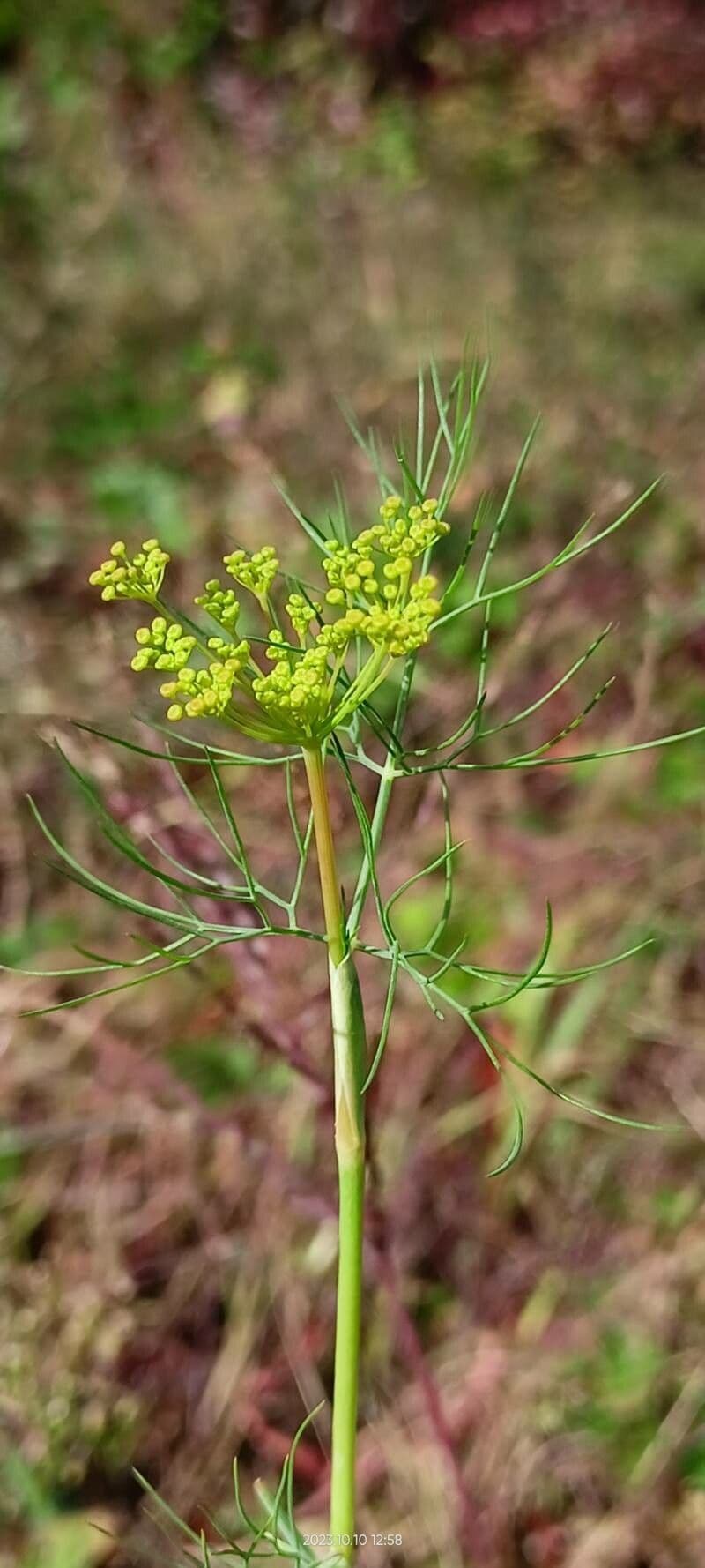 Anethum graveolens