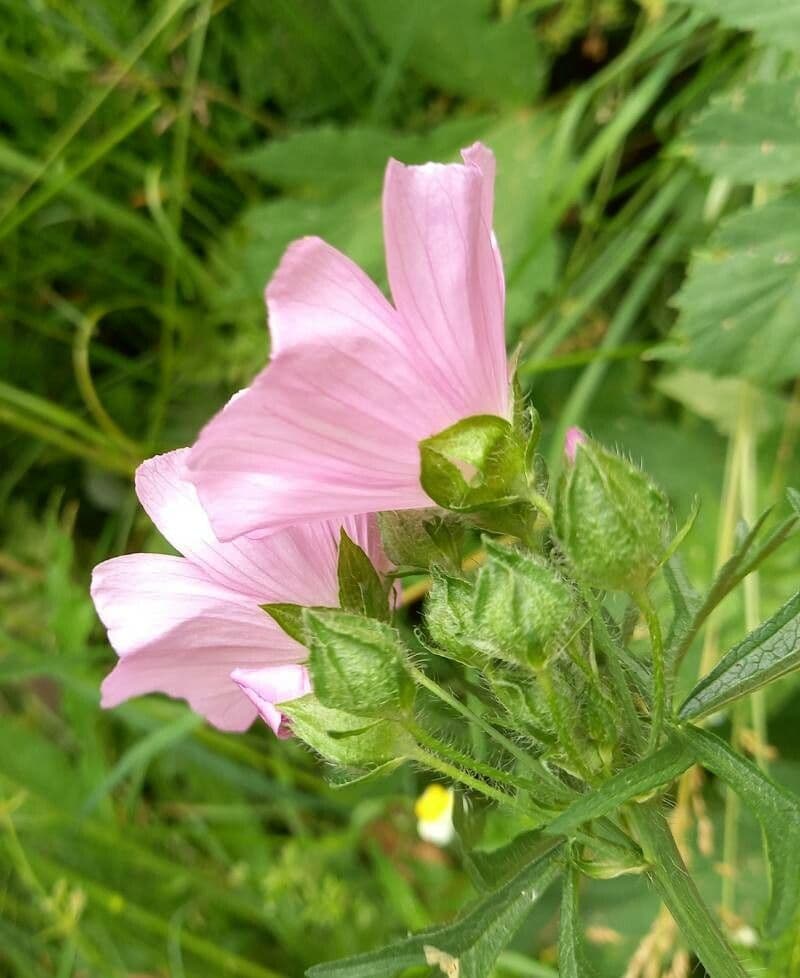 Malva moschata