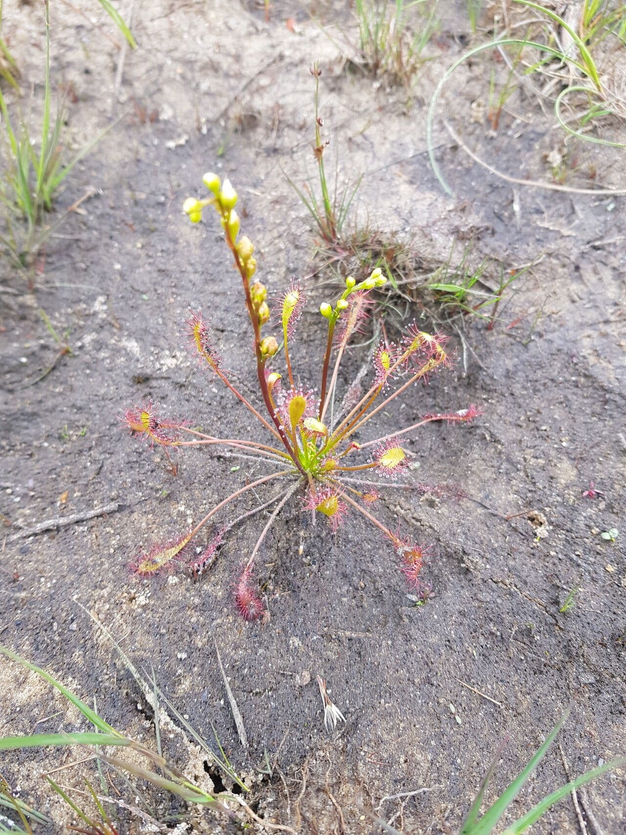 Drosera intermedia