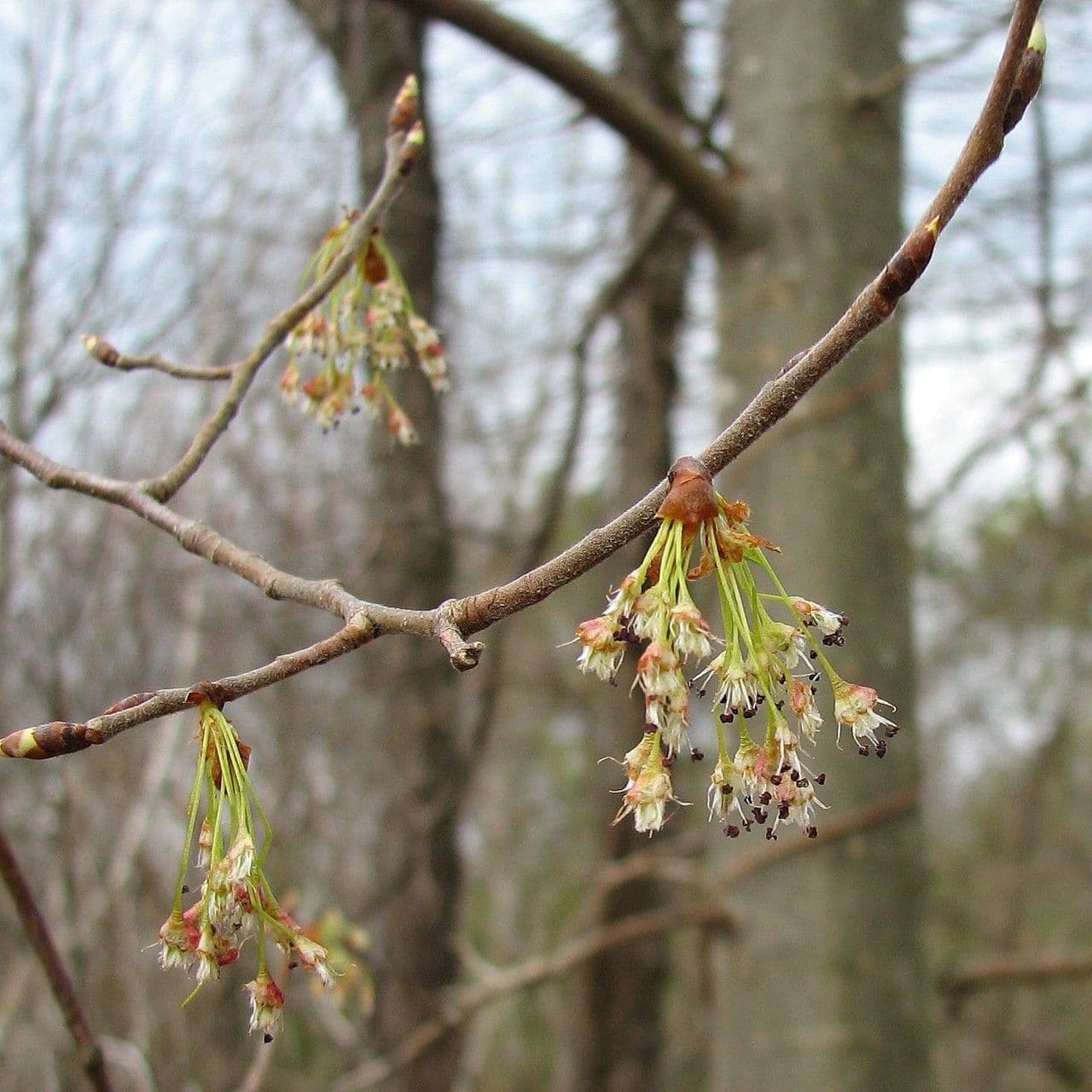 Ulmus americana