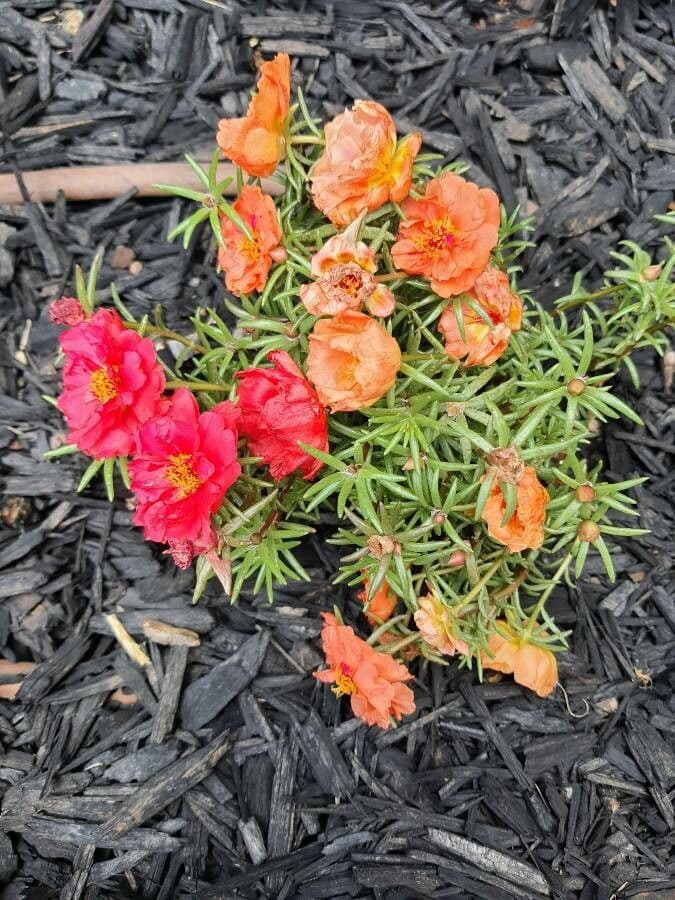 Portulaca grandiflora