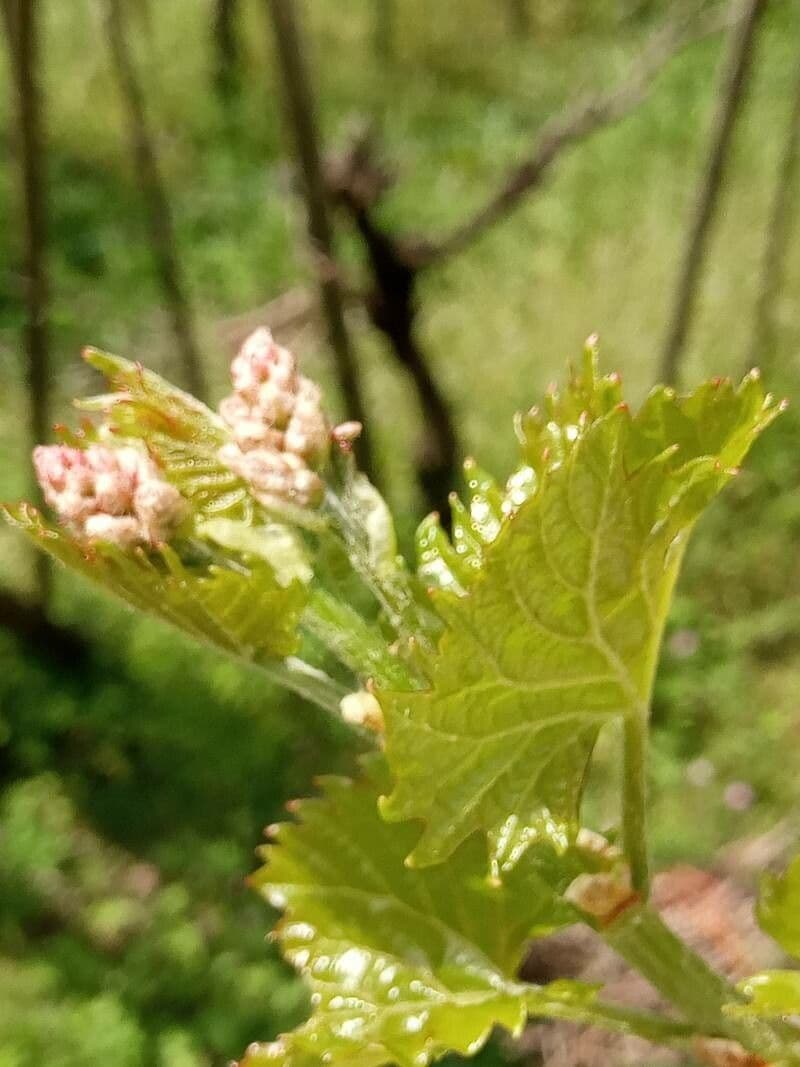 Vitis labrusca