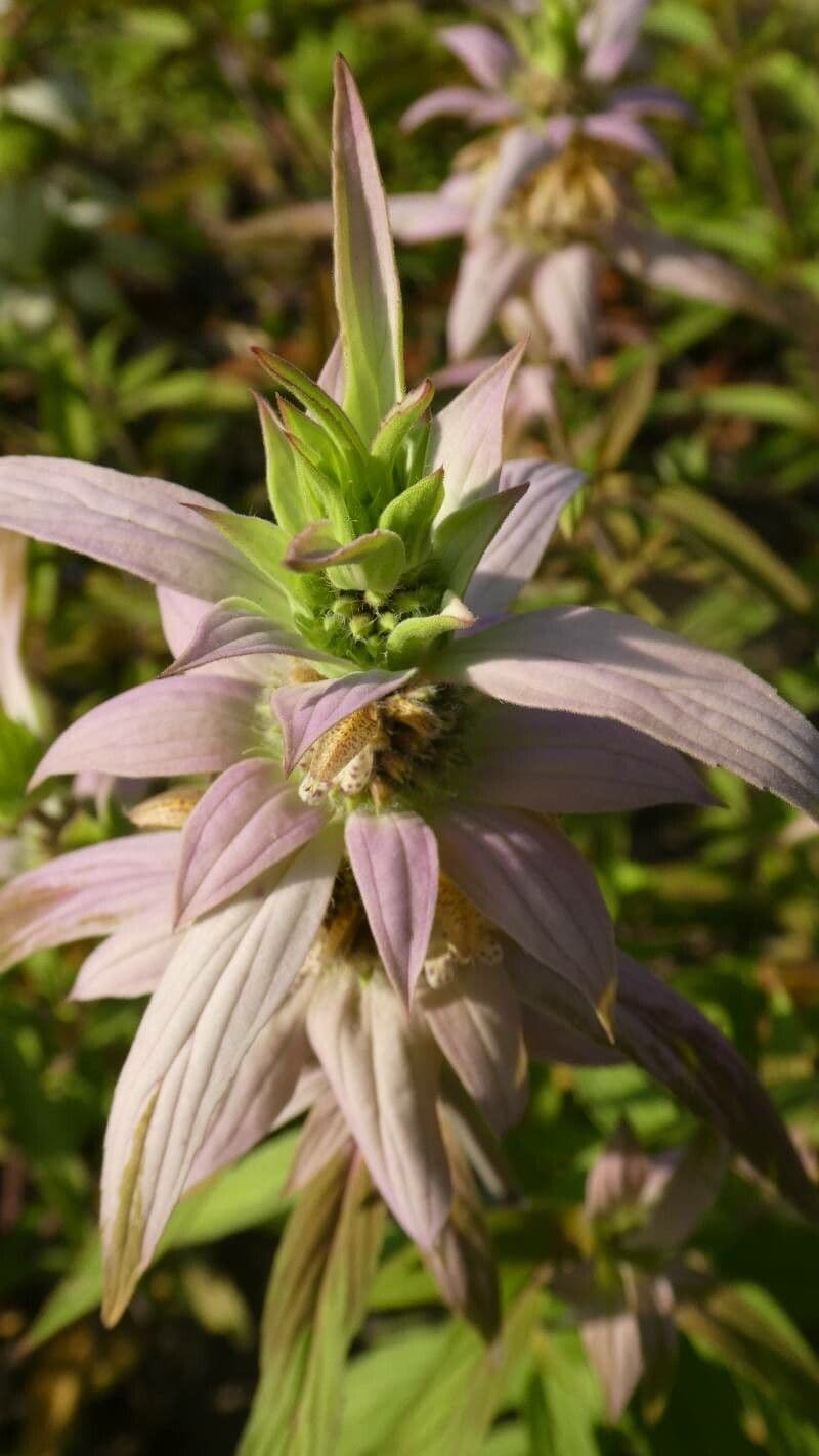 Monarda punctata