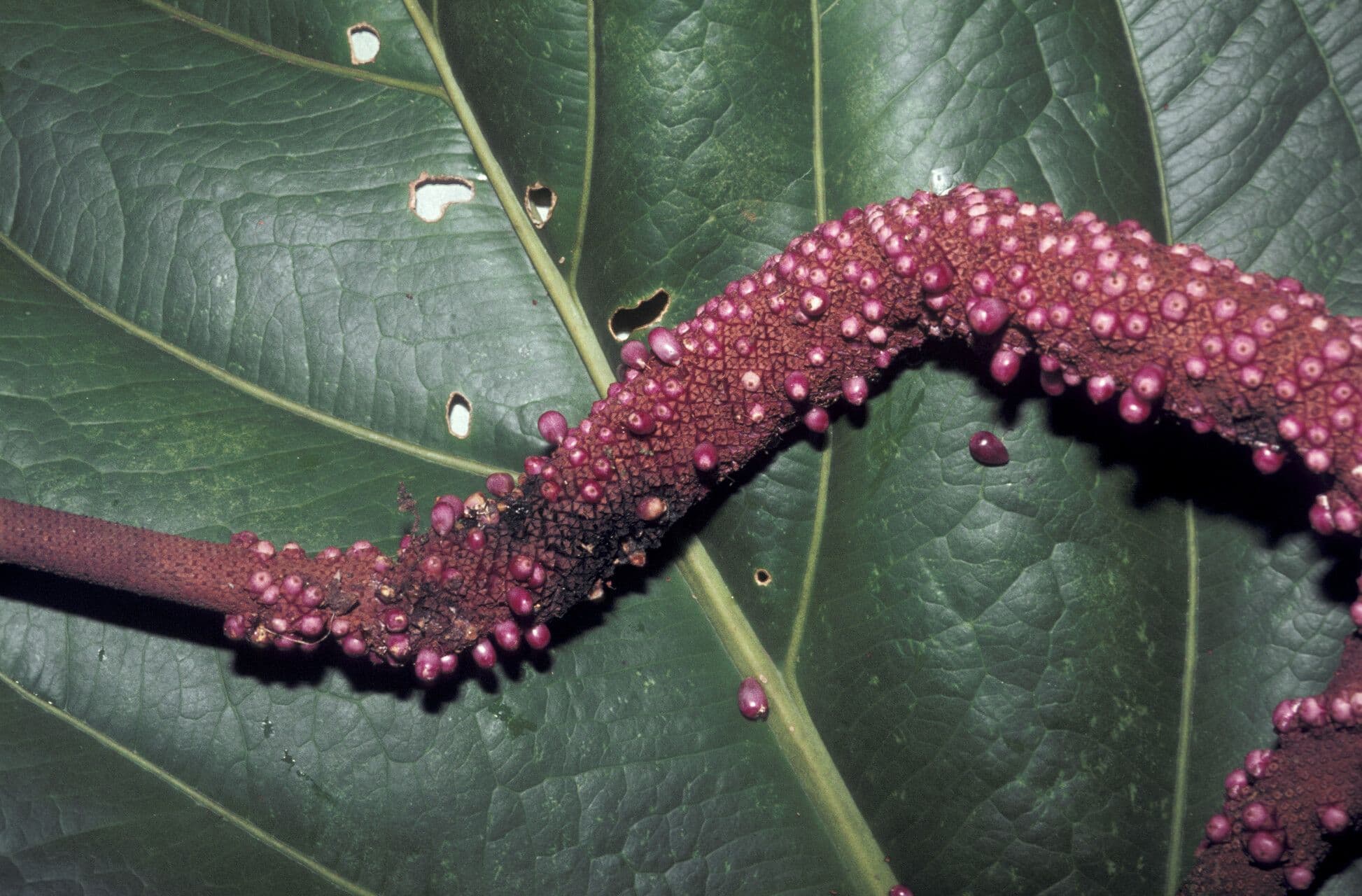 Anthurium jenmanii