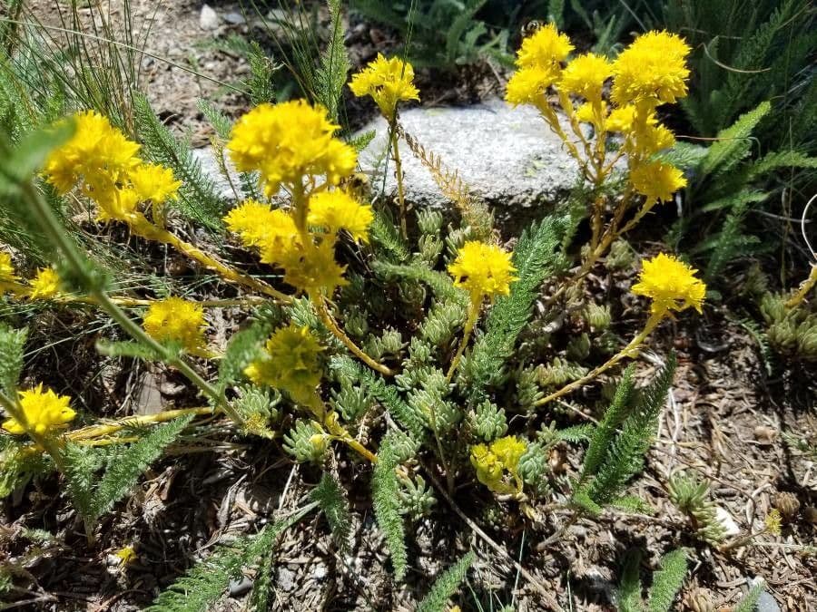 Sedum lanceolatum