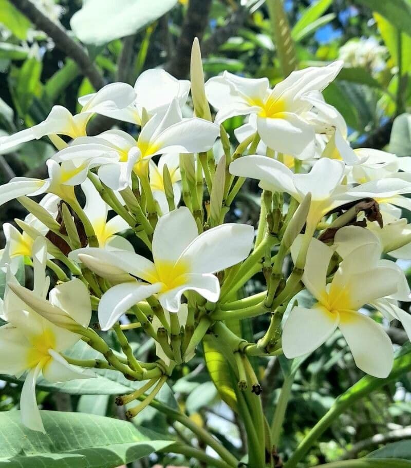 Plumeria alba