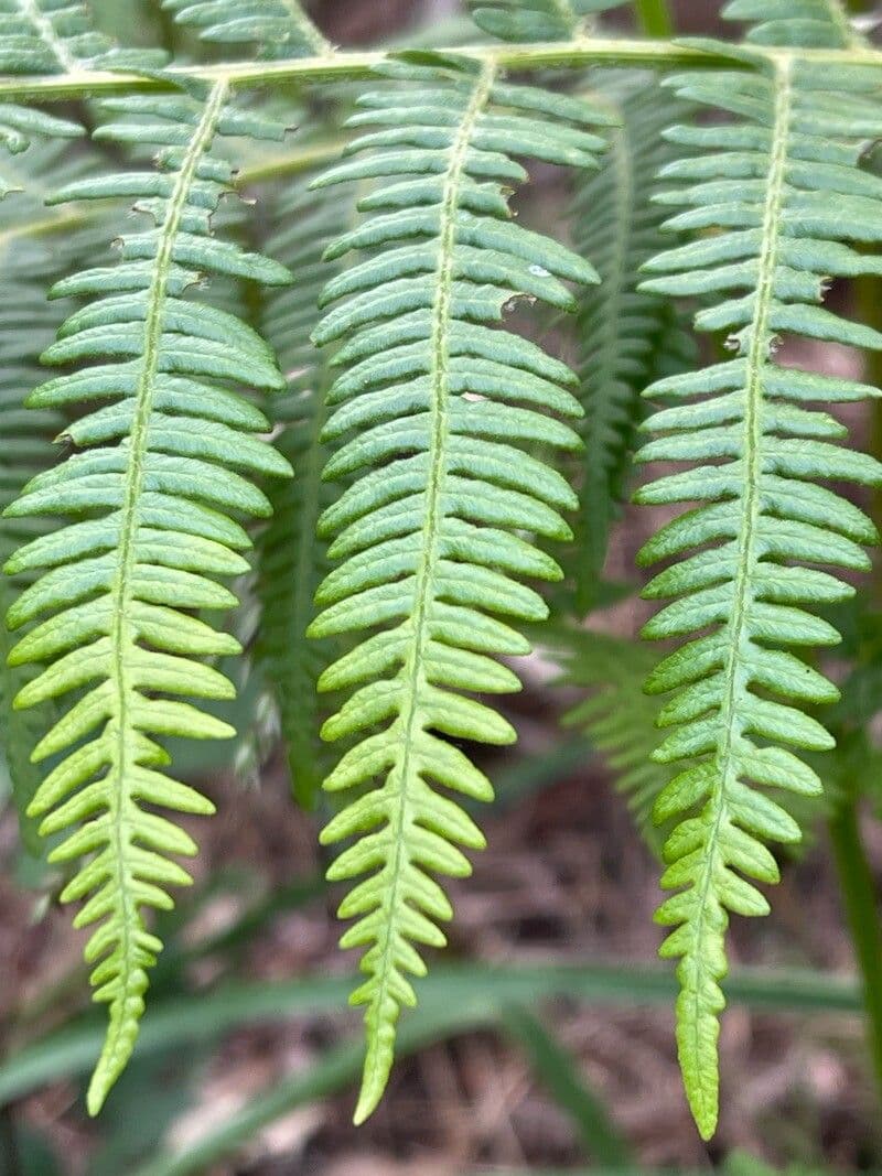 Pteridium aquilinum